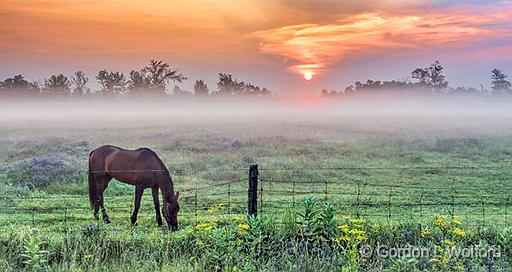 Equine Pal In Misty Sunrise_P1160068-70.jpg - Photographed near Smiths Falls, Ontario, Canada.